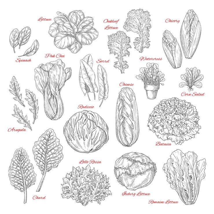 Icônes de croquis de vecteur de légumes à feuilles de salade