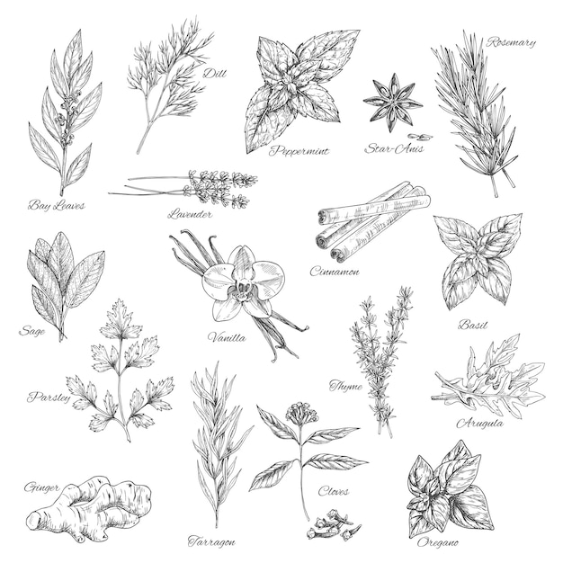 Icônes De Croquis Vectoriels Herbes Et épices