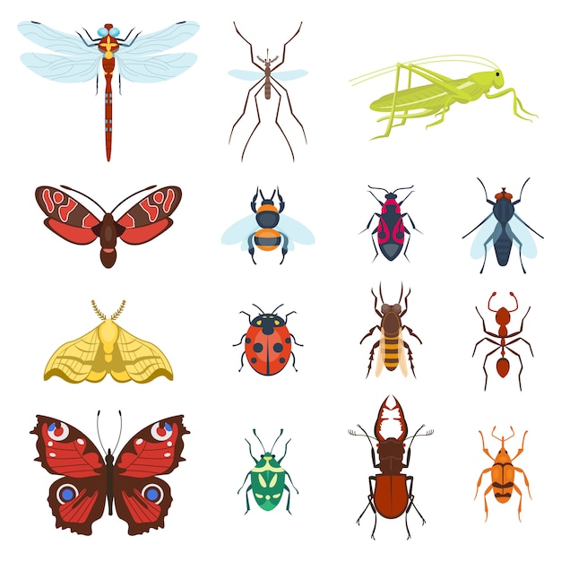 Icônes d'insectes colorés vue de dessus isolés