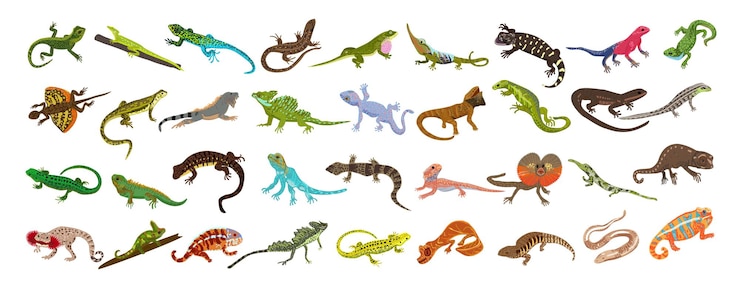 Vecteur icônes de lézard définies vecteur de dessin animé gecko caméléon