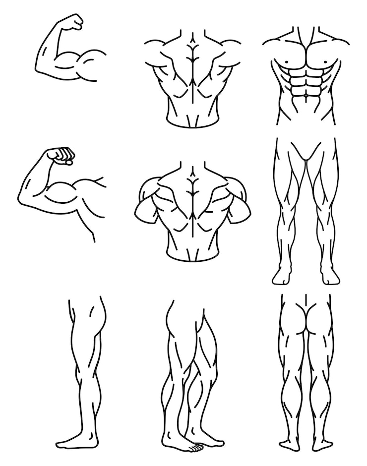 Vecteur les icônes des lignes des parties musculaires du corps masculin