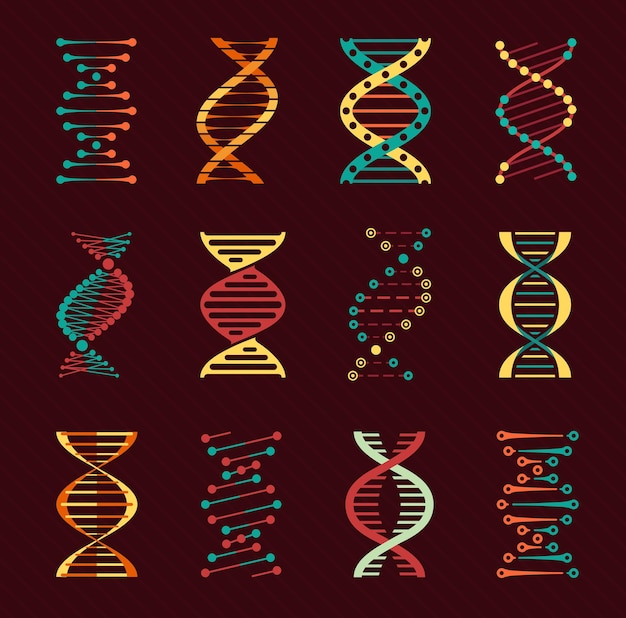 Icônes Vectorielles D'adn Avec Des Hélices De Gènes Humains