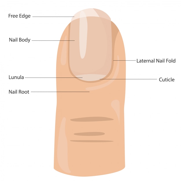 Illustrateur De La Composition Des Ongles