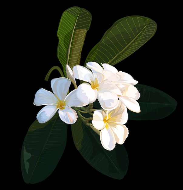 Illustrateur De Vecteur De Fleur De Plumeria