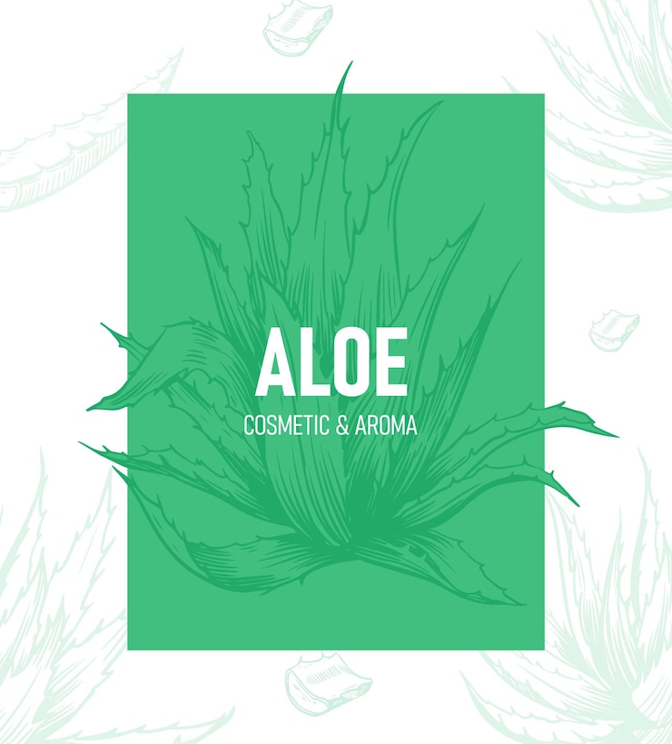 Vecteur illustration d'aloe vera conception d'étiquettes d'emballage de dépliants croquis dessiné à la main plante médicale et cosmétique