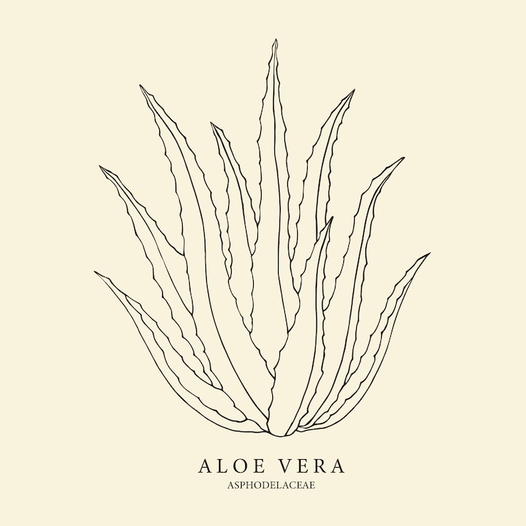 Vecteur illustration d'aloe vera dessinée à la main