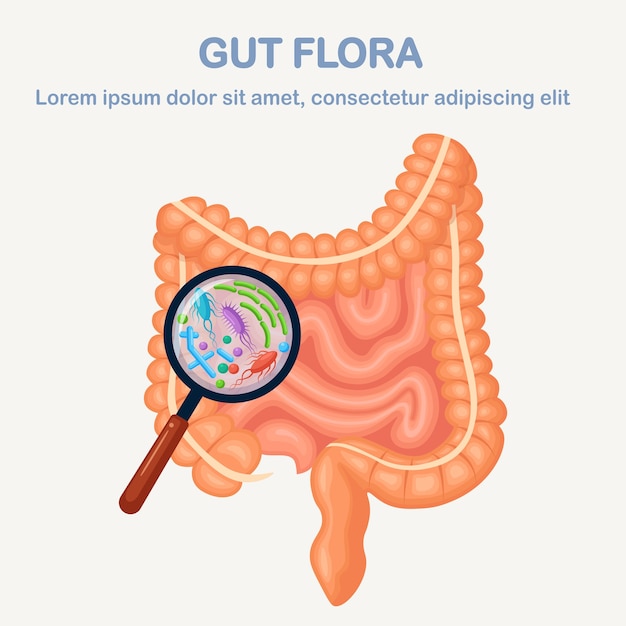 Vecteur illustration de l'anatomie de la flore interne