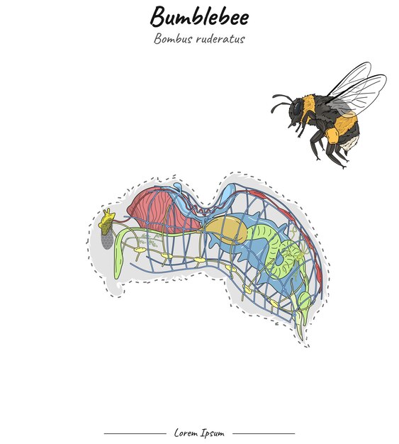 Vecteur illustration de l'anatomie interne du bourdon bombus ruderatus