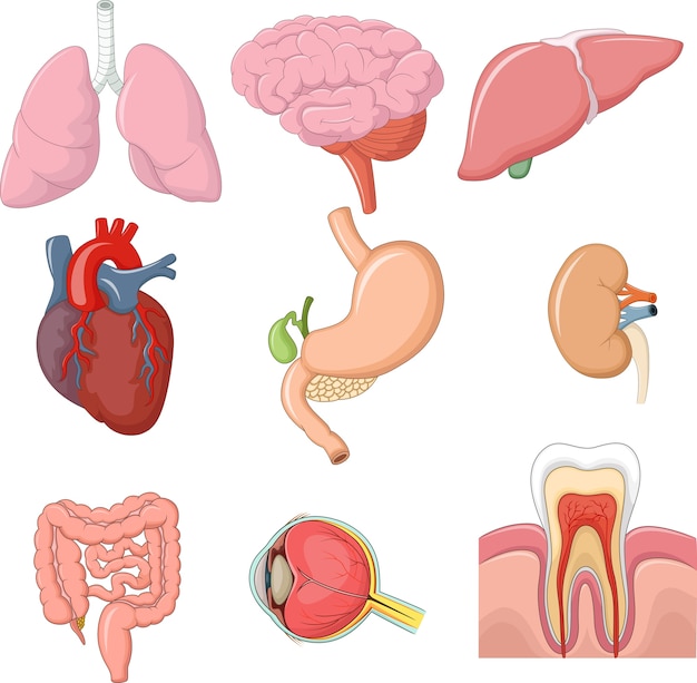 organe interne de l'anatomie humaine avec cerveau, poumons, intestin, cœur,  rein, pancréas, rate, foie et estomac. illustration vectorielle isolée  30722802 Art vectoriel chez Vecteezy