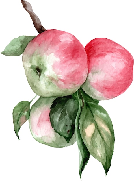 Illustration Aquarelle Botanique Réaliste De Pomme Rouge