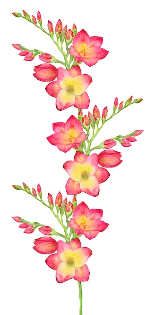 Illustration à L'aquarelle D'une Branche De Bouquet De Freesia Rouge Avec Des Bourgeons