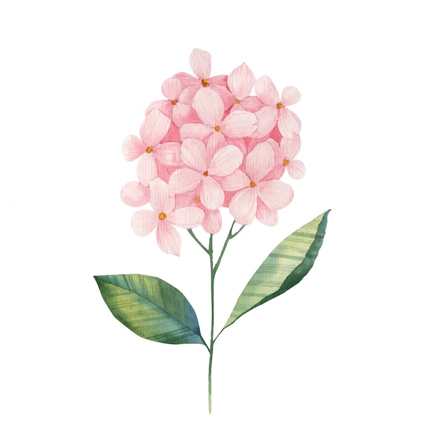 Illustration aquarelle de branche d'hortensia sur fond blanc