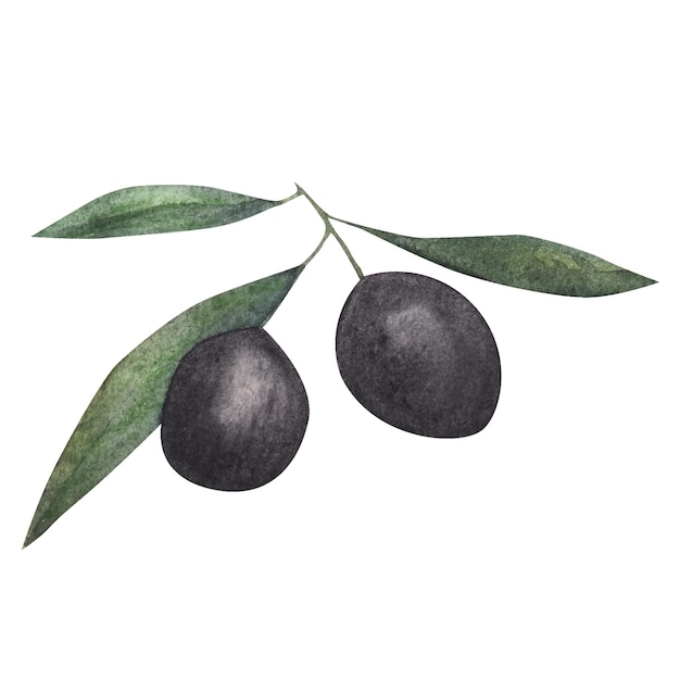 Illustration aquarelle de branche d'olivier