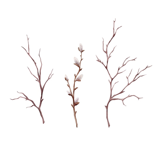 Vecteur illustration à l'aquarelle de branches de saule et de branches d'arbres sans feuilles branche droite sèche brune isolée sur un fond blanc elements floraux de pâques de printemps de printemps pour les fêtes