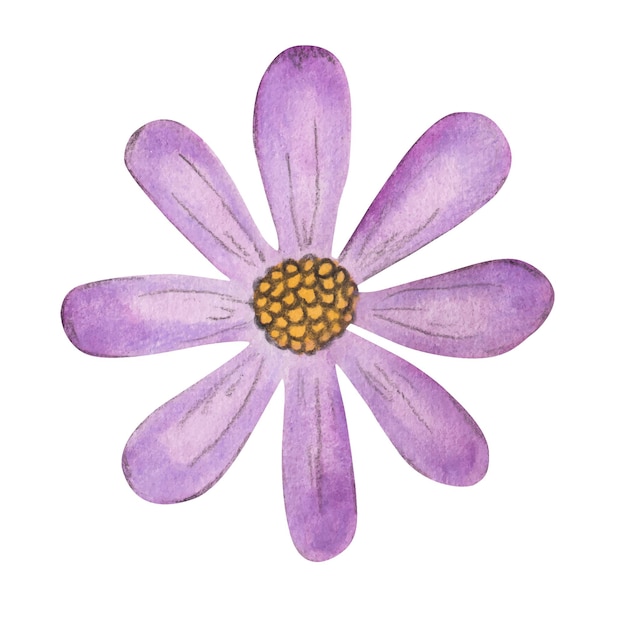 Illustration aquarelle de camomille pourpre