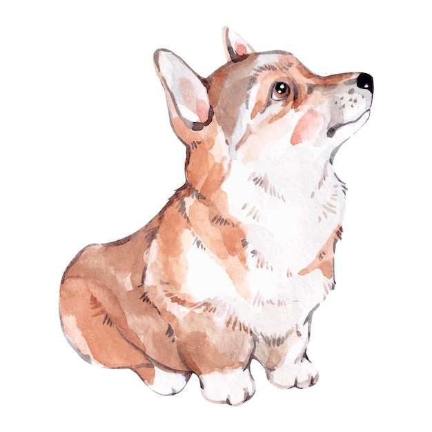 Illustration aquarelle de chien corgi