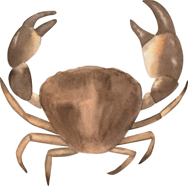 Vecteur illustration aquarelle de crabe