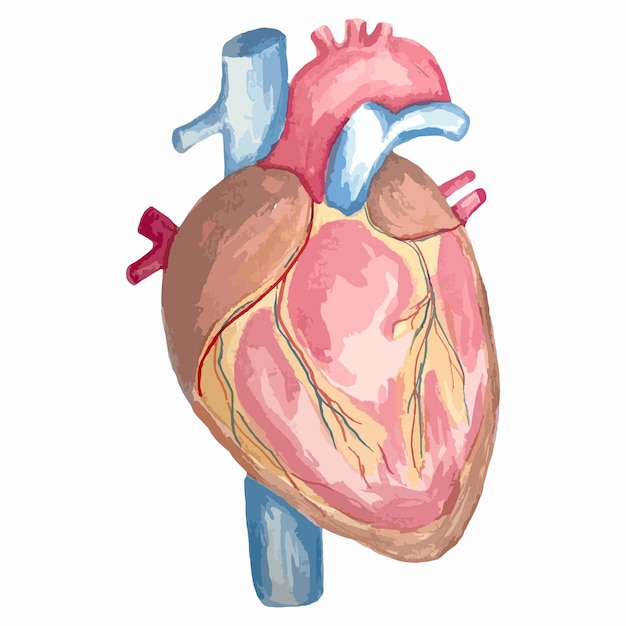Vecteur illustration aquarelle dessin à la main coeur d'organe anatomique avec vaisseaux veines de l'aorte