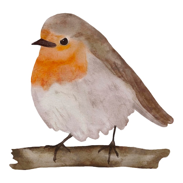 Illustration aquarelle dessinée à la main d'un mignon oiseau robin sur fond blanc