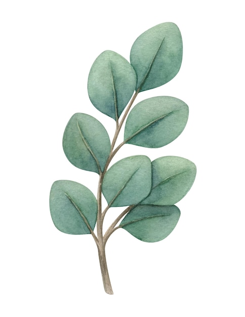 Vecteur illustration aquarelle eucalyptus avec feuilles tige verte délicate avec feuillage de fleurs séchées