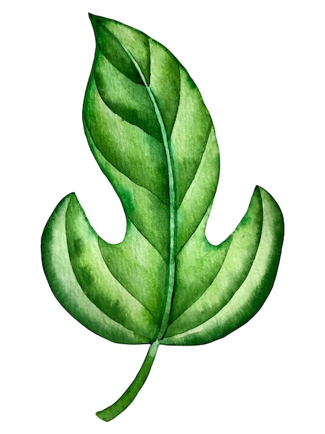 Illustration Aquarelle De Feuille De Philodendron De Plante Tropicale