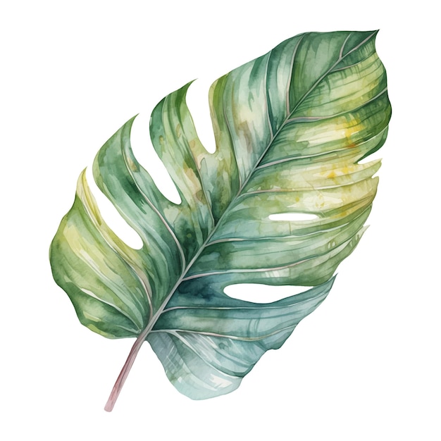 Vecteur illustration à l'aquarelle d'une feuille tropicale