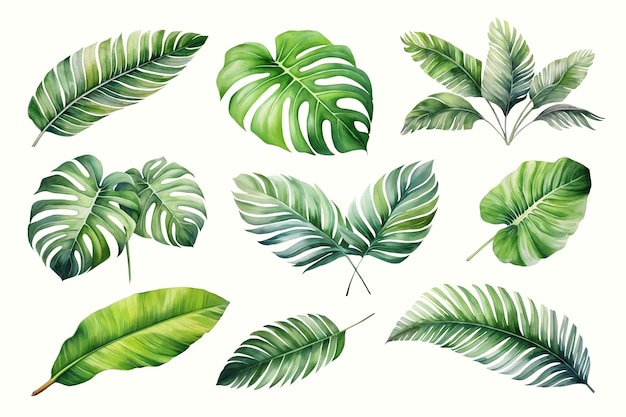 Vecteur illustration d'aquarelle de feuilles tropicales