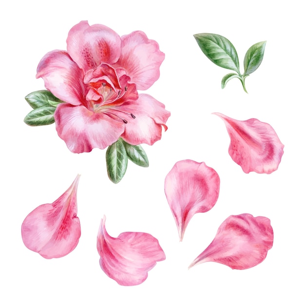 Illustration Aquarelle Fleur Et Pétales D'azalée