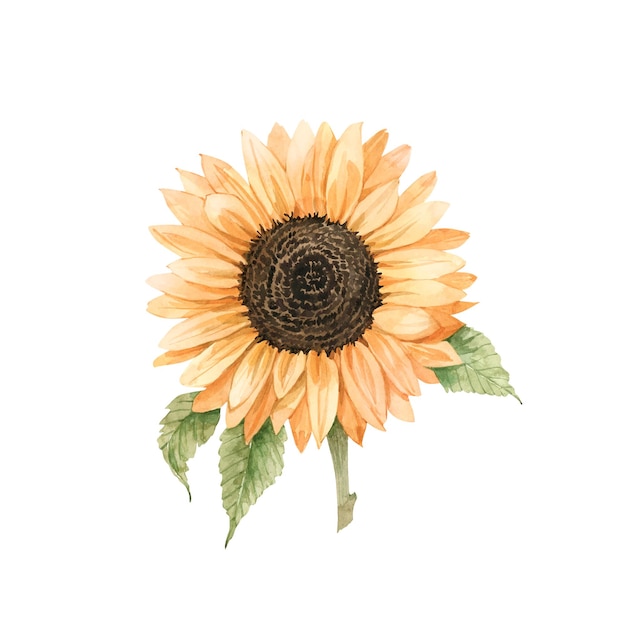 Illustration aquarelle de fleur de tournesol jaune