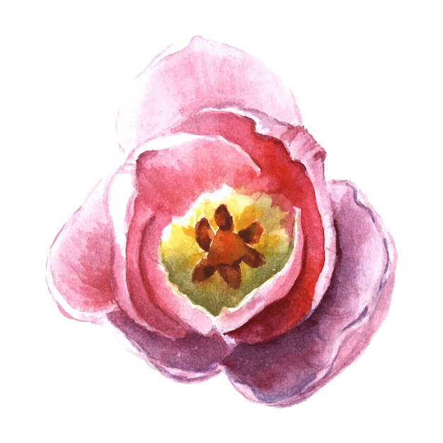 Vecteur illustration aquarelle de fleur de tulipe rose