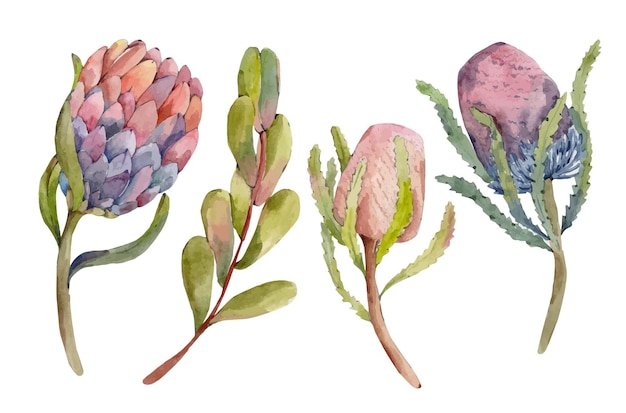 Illustration Aquarelle De Fleurs Et De Plantes Tropicales