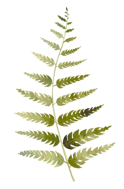 Illustration à l'aquarelle de fougère Dessin dessiné à la main de la forêt sauvage Plante pour cartes de vœux ou invitations sur fond blanc isolé Bois vert Feuille pour icône ou logo Aquarelle croquis botanique