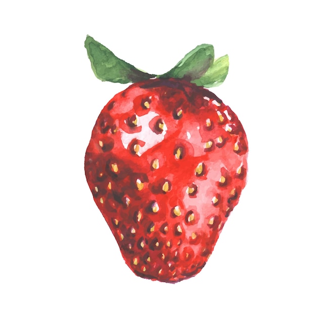 Illustration aquarelle de fraise rouge Baies douces fraîches isolées sur fond blanc