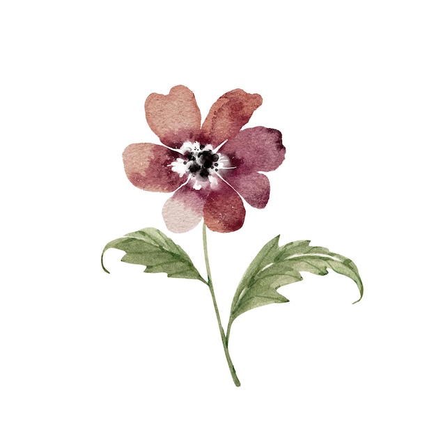 Illustration Aquarelle De Grande Fleur Rouge