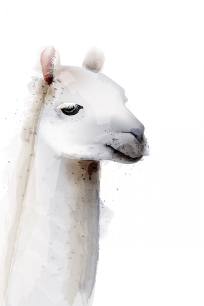 Illustration Aquarelle De Lama