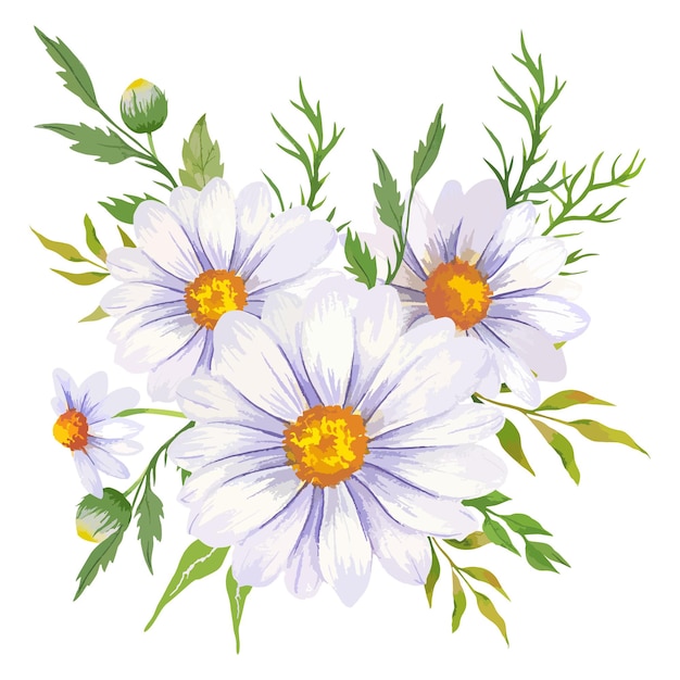 Illustration Aquarelle Marguerite Camomille Isolée