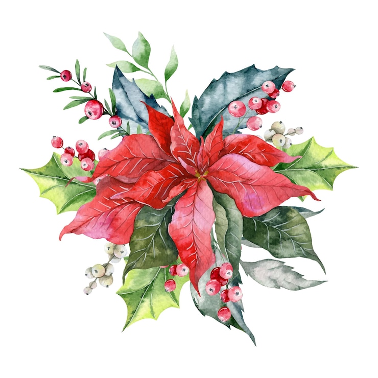 Vecteur illustration d'aquarelle de noël, composition florale d'hiver, verdure d'hiver, aquarelle de poinsettia
