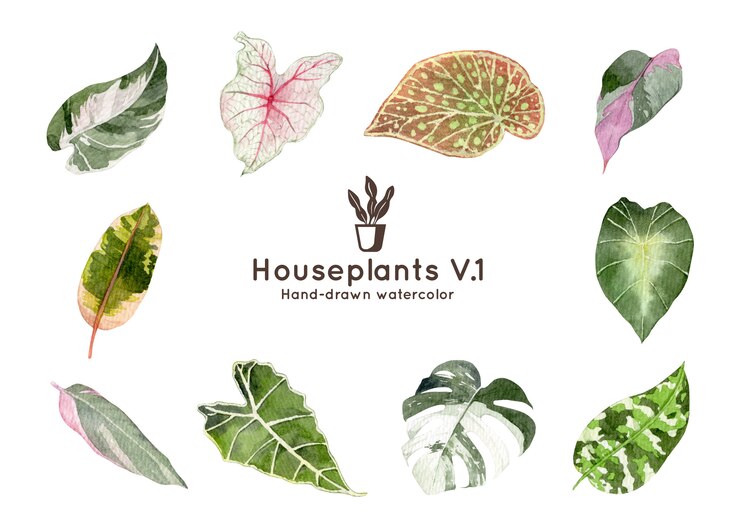 Vecteur illustration aquarelle de plantes d'intérieur