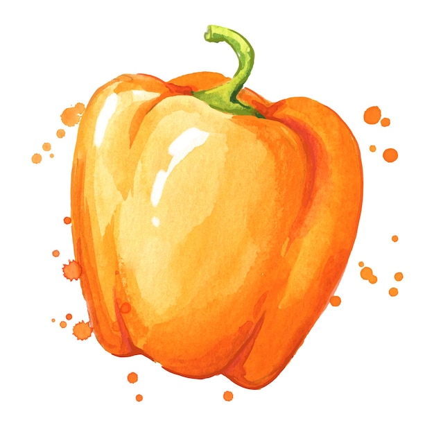 Vecteur illustration aquarelle de poivron orange doux juteux mûr