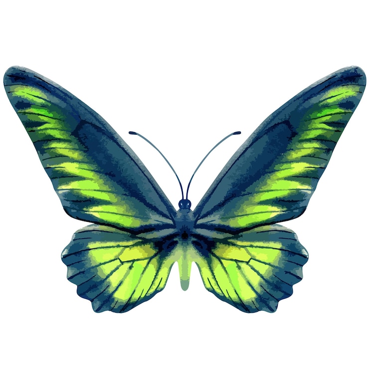 Vecteur illustration aquarelle vectorielle de papillon réaliste