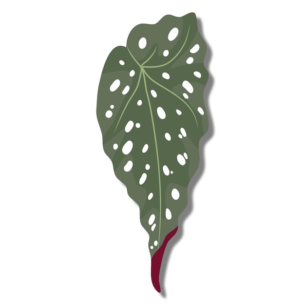 Vecteur l'illustration de l'art vectoriel de la plante de bégonie malculata
