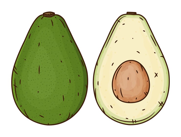 Vecteur illustration d'avocat. avocat de dessin animé.