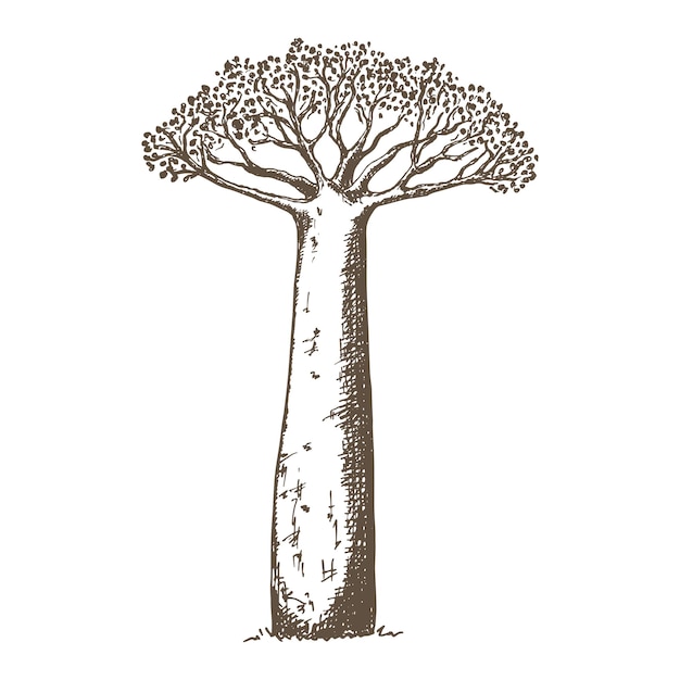 Illustration De Baobab Dessinée à La Main Dans Un Style De Croquis. Arbre Africain.