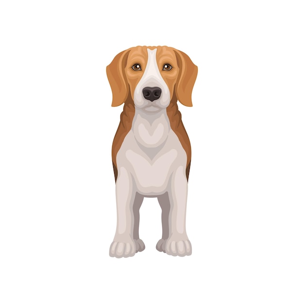 Vecteur illustration d'un beagle debout vue frontale joli chiot aux yeux brillants petit chien de chasse au pelage court et aux oreilles longues élément graphique pour le dépliant d'un magasin d'animaux de compagnie design vectoriel plat isolé sur blanc