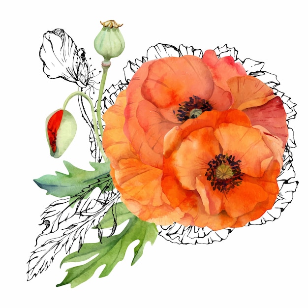 Vecteur illustration botanique à l'aquarelle dessinée à la main fleurs feuilles de pavot rouge tige de papaver bourgeons graines