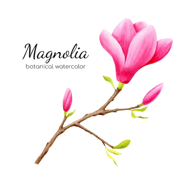 Illustration Botanique De Branche De Fleur De Magnolia Rose Aquarelle