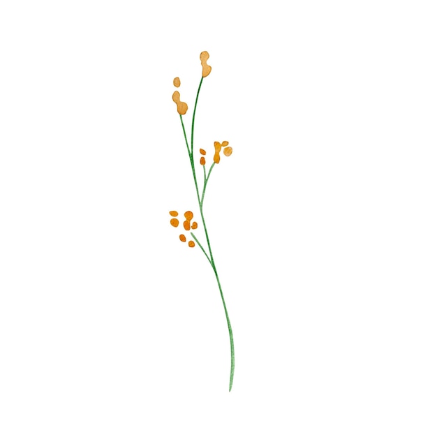 Illustration botanique délicate de fleurs sauvages aquarelle
