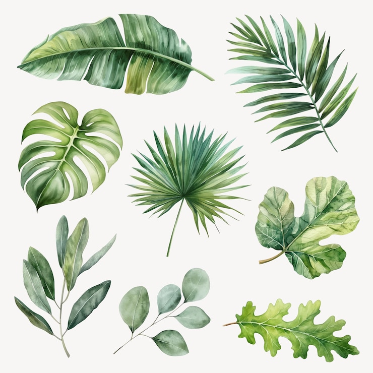 Vecteur illustration botanique des feuilles tropicales