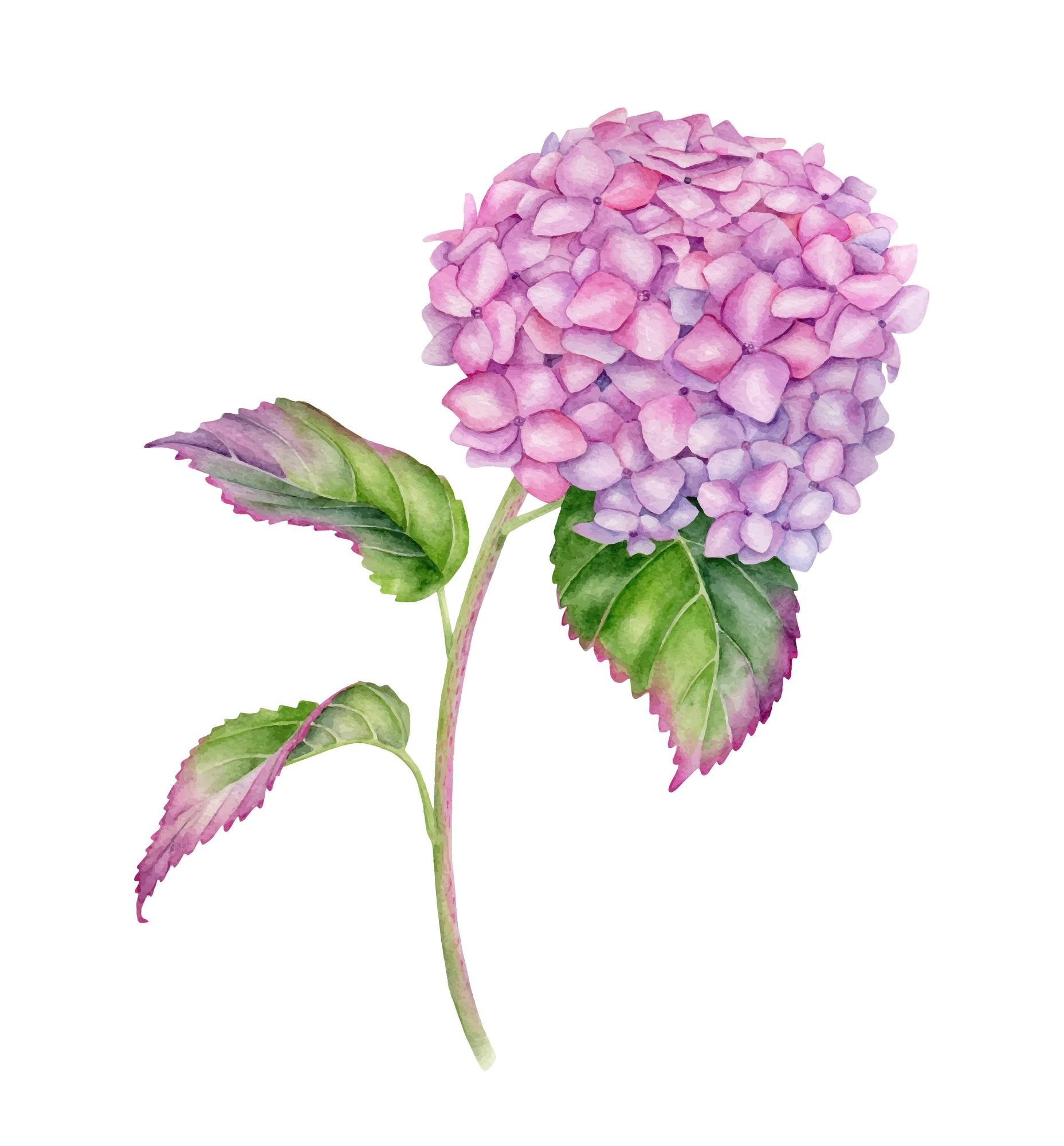 Illustration Botanique De Fleur D'hortensia Rose Aquarelle | Vecteur Premium