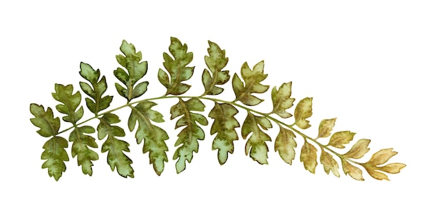 Illustration botanique texturée de feuilles de fougère de bois en ton terre dessinée à la main à l'aquarelle élément floral de